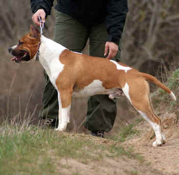 quanto-pesa-un-uno-una-american-staffordshire-terrier