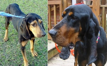quanto-pesa-un-uno-una-black-and-tan-coonhound