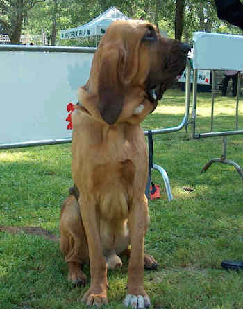 quanto-pesa-un-uno-una-bloodhound-chien-de-st.-hubert