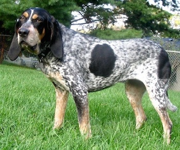quanto-pesa-un-uno-una-bluetick-coonhound