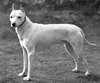 quanto-pesa-un-uno-una-english-white-terrier