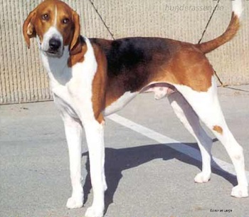 quanto-pesa-un-uno-una-foxhound-americano