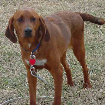 quanto-pesa-un-uno-una-redbone-coonhound