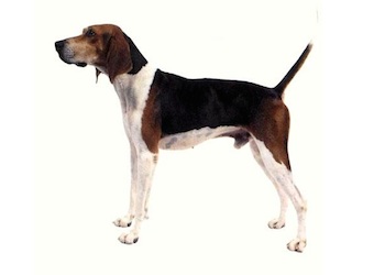 quanto-pesa-un-uno-una-treeing-walker-coonhound